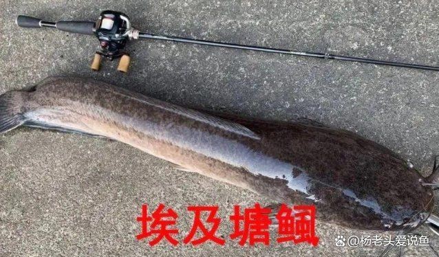 廣東埃及魚最不值錢三個地方：埃及塘鲺在廣東的價格低迷 廣東埃及魚最不值錢三個地方：埃及塘鲺在廣東的價格低迷 全國水族館企業名錄 第9張