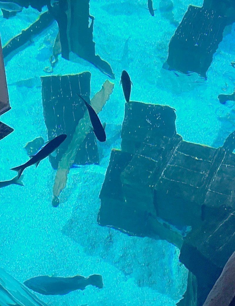 保山水族店：保山本地水族店