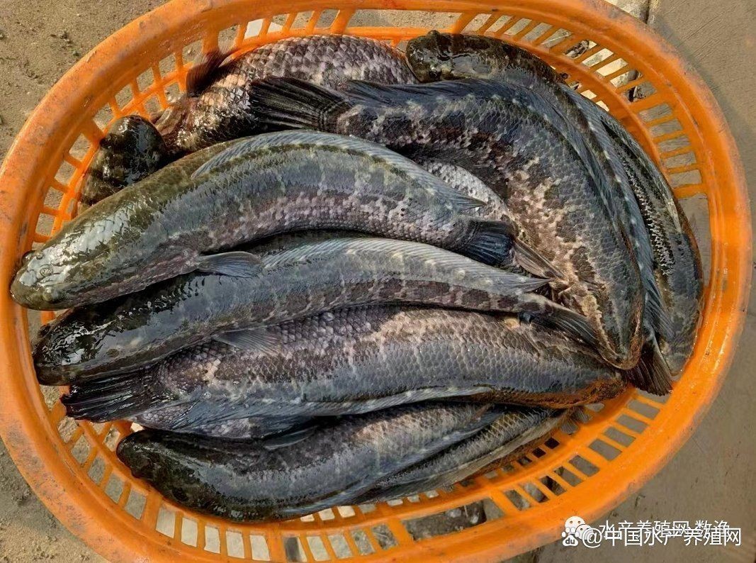 巨爆牙魚多少錢:巨爆牙魚的市場需求 龍魚百科 第4張 巨爆牙魚多少錢:巨爆牙魚的市場需求 巨爆牙魚多少錢:巨爆牙魚的市場需求 龍魚百科 第4張