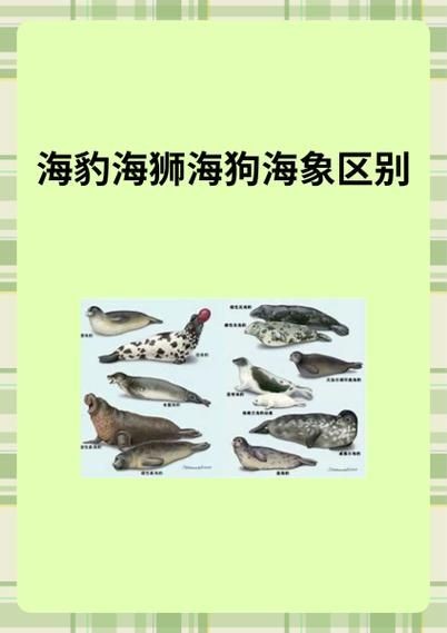 海獅海象海豹圖片：海獅、海象與海豹三類典型海洋哺乳動物中的三巨頭