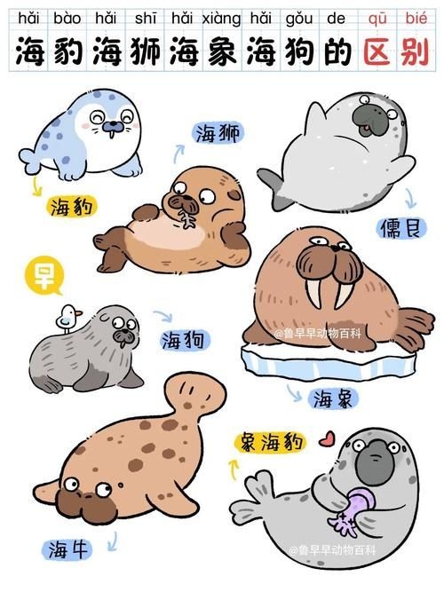 海獅海象海豹圖片：海獅、海象與海豹三類典型海洋哺乳動物中的三巨頭