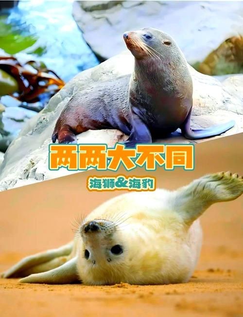 海獅海象海豹圖片：海獅、海象與海豹三類典型海洋哺乳動物中的三巨頭