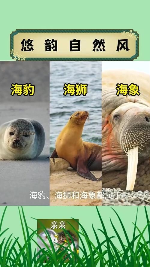 海獅海象海豹圖片：海獅、海象與海豹三類典型海洋哺乳動物中的三巨頭
