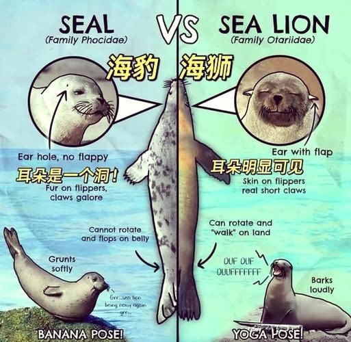 海獅海象海豹圖片：海獅、海象與海豹三類典型海洋哺乳動物中的三巨頭