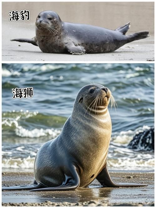 海獅海象海豹圖片：海獅、海象與海豹三類典型海洋哺乳動物中的三巨頭