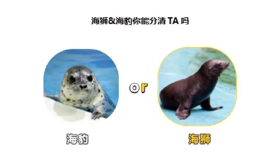 海獅海象海豹圖片：海獅、海象與海豹三類典型海洋哺乳動物中的三巨頭
