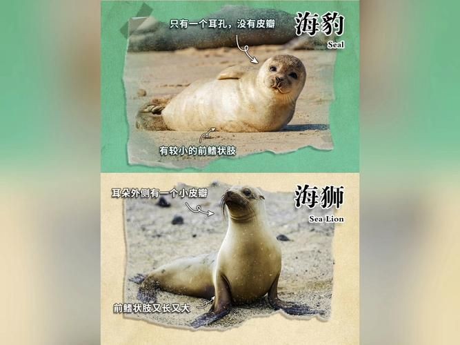 海獅海象海豹圖片：海獅、海象與海豹三類典型海洋哺乳動物中的三巨頭