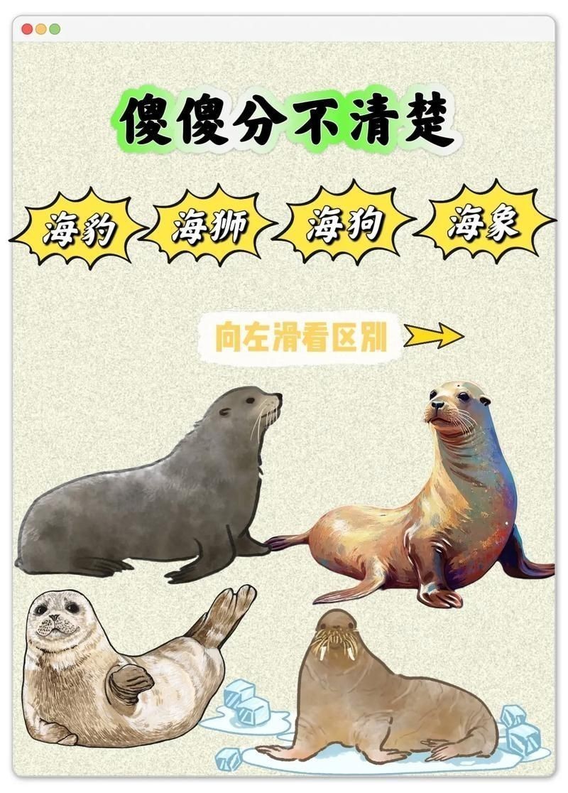 海獅海象海豹圖片：海獅、海象與海豹三類典型海洋哺乳動物中的三巨頭