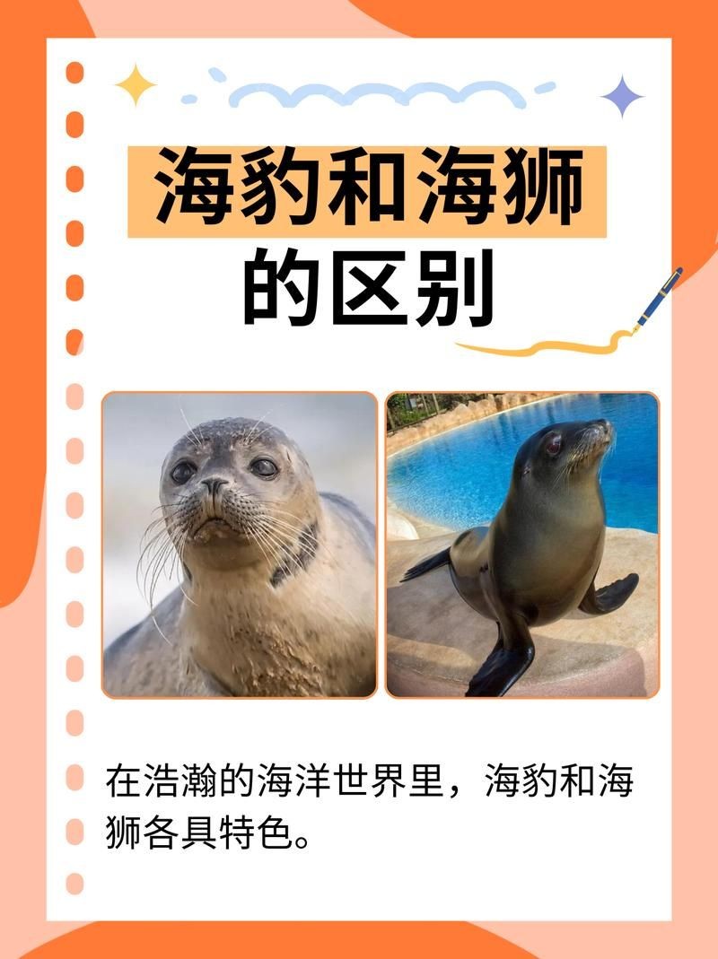 海獅海象海豹圖片：海獅、海象與海豹三類典型海洋哺乳動物中的三巨頭