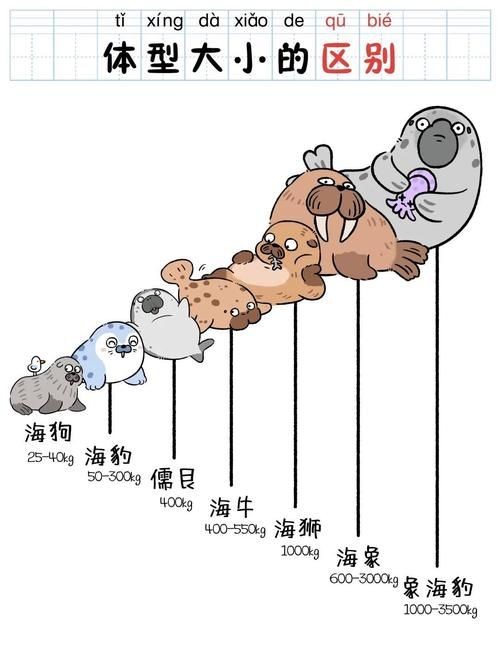 海獅海象海豹圖片：海獅、海象與海豹三類典型海洋哺乳動物中的三巨頭