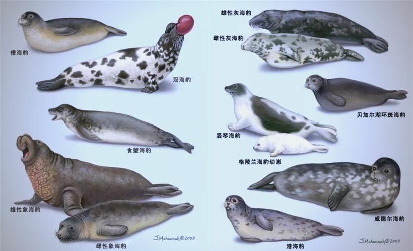 海獅海象海豹圖片：海獅、海象與海豹三類典型海洋哺乳動物中的三巨頭