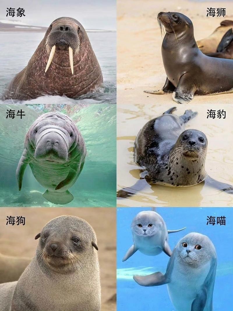 海獅海象海豹圖片：海獅、海象與海豹三類典型海洋哺乳動物中的三巨頭