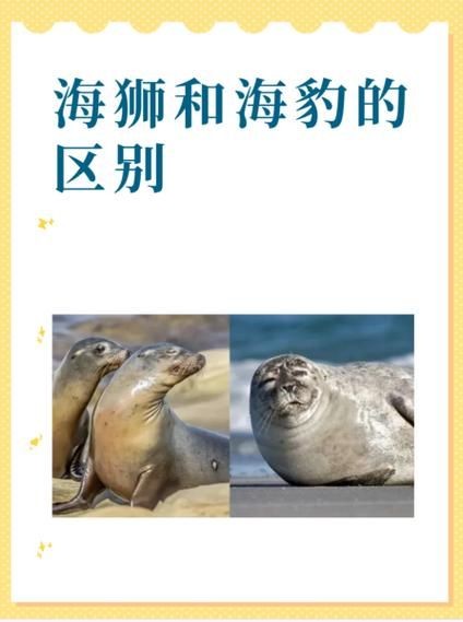 海獅海象海豹圖片：海獅、海象與海豹三類典型海洋哺乳動物中的三巨頭
