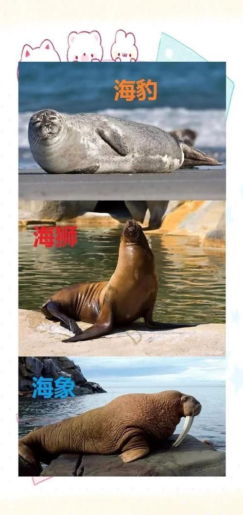 海獅海象海豹圖片：海獅、海象與海豹三類典型海洋哺乳動物中的三巨頭