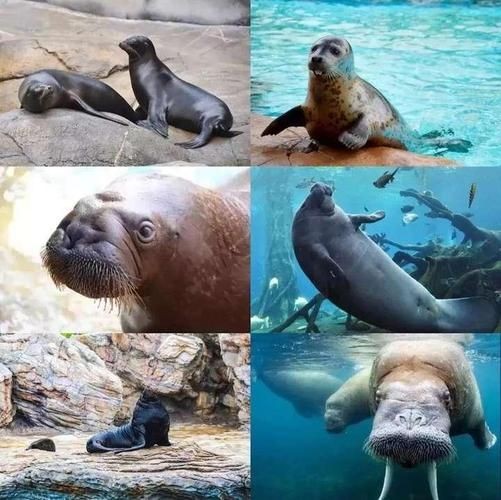 海獅海象海豹圖片：海獅、海象與海豹三類典型海洋哺乳動物中的三巨頭
