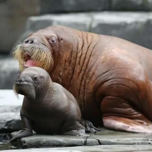 海獅海象海豹圖片：海獅、海象與海豹三類典型海洋哺乳動物中的三巨頭
