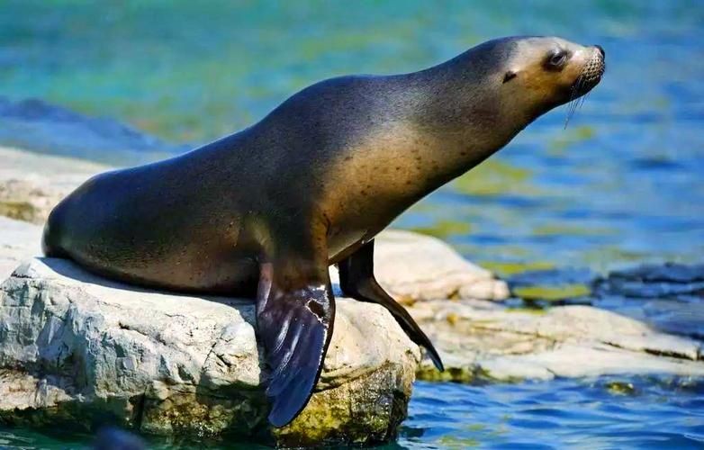 海獅海象海豹圖片：海獅、海象與海豹三類典型海洋哺乳動物中的三巨頭