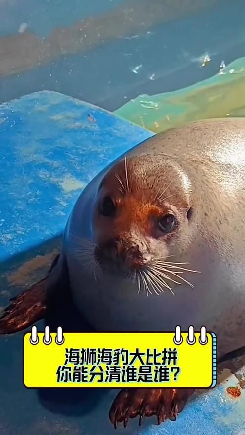 海獅海象海豹圖片：海獅、海象與海豹三類典型海洋哺乳動物中的三巨頭