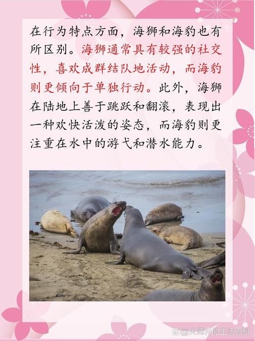 海獅海象海豹圖片：海獅、海象與海豹三類典型海洋哺乳動物中的三巨頭