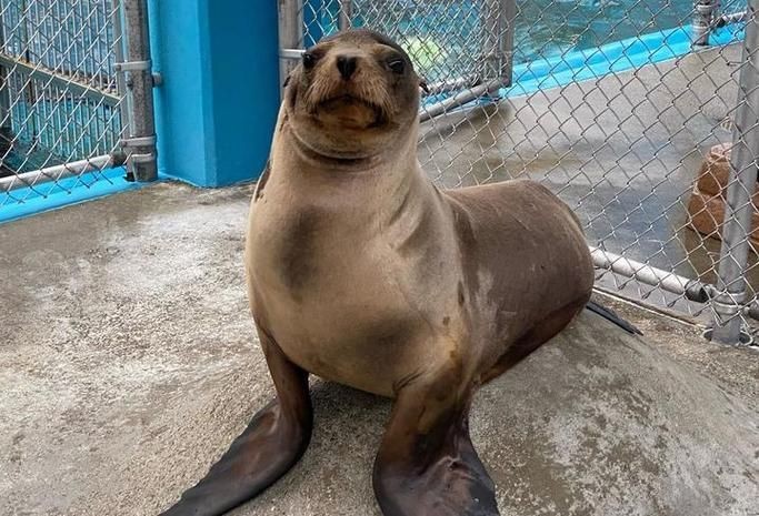 海獅海象海豹圖片：海獅、海象與海豹三類典型海洋哺乳動物中的三巨頭
