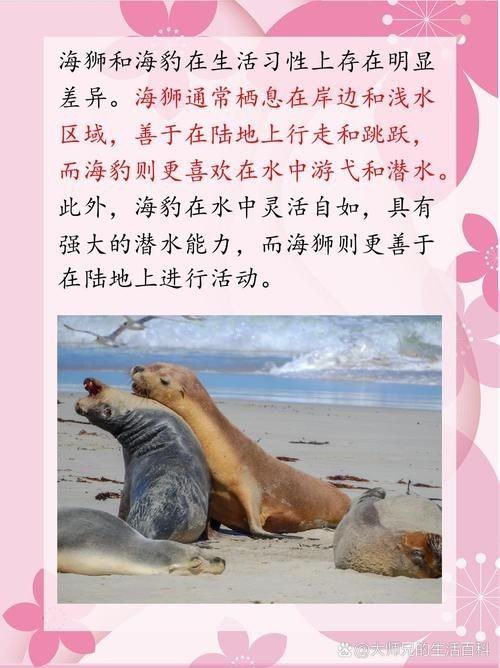海獅海象海豹圖片：海獅、海象與海豹三類典型海洋哺乳動物中的三巨頭
