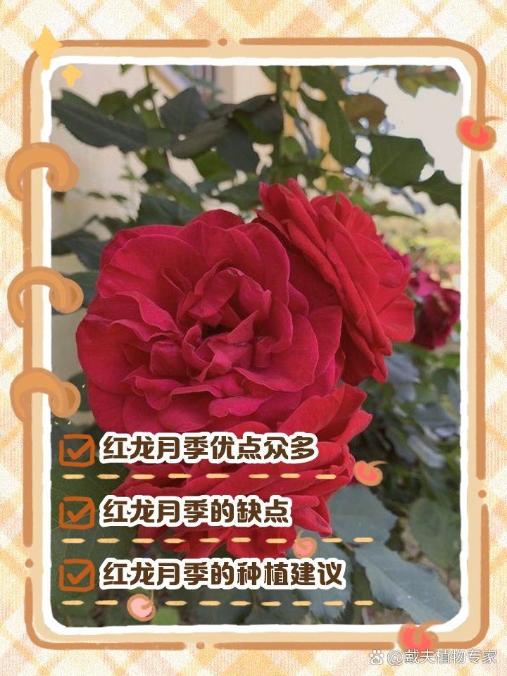 紅龍最不建議養的月季品種：“紅龍最不建議養的月季品種的紅龍，旨在為新手花友提供避坑指南