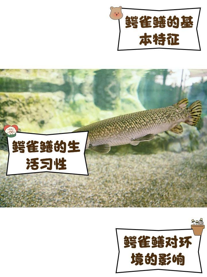 皇家火箭鱷雀鱔：“皇家火箭鱷雀鱔”成殘酷對比1,從生態哲學視覺奇觀