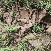 皇家火箭鱷雀鱔：“皇家火箭鱷雀鱔”成殘酷對比1,從生態哲學視覺奇觀