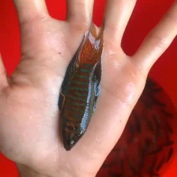 梅州魚缸批發(fā)市場：梅州魚缸批發(fā)市場是華南地區(qū)重要水族用品集散地