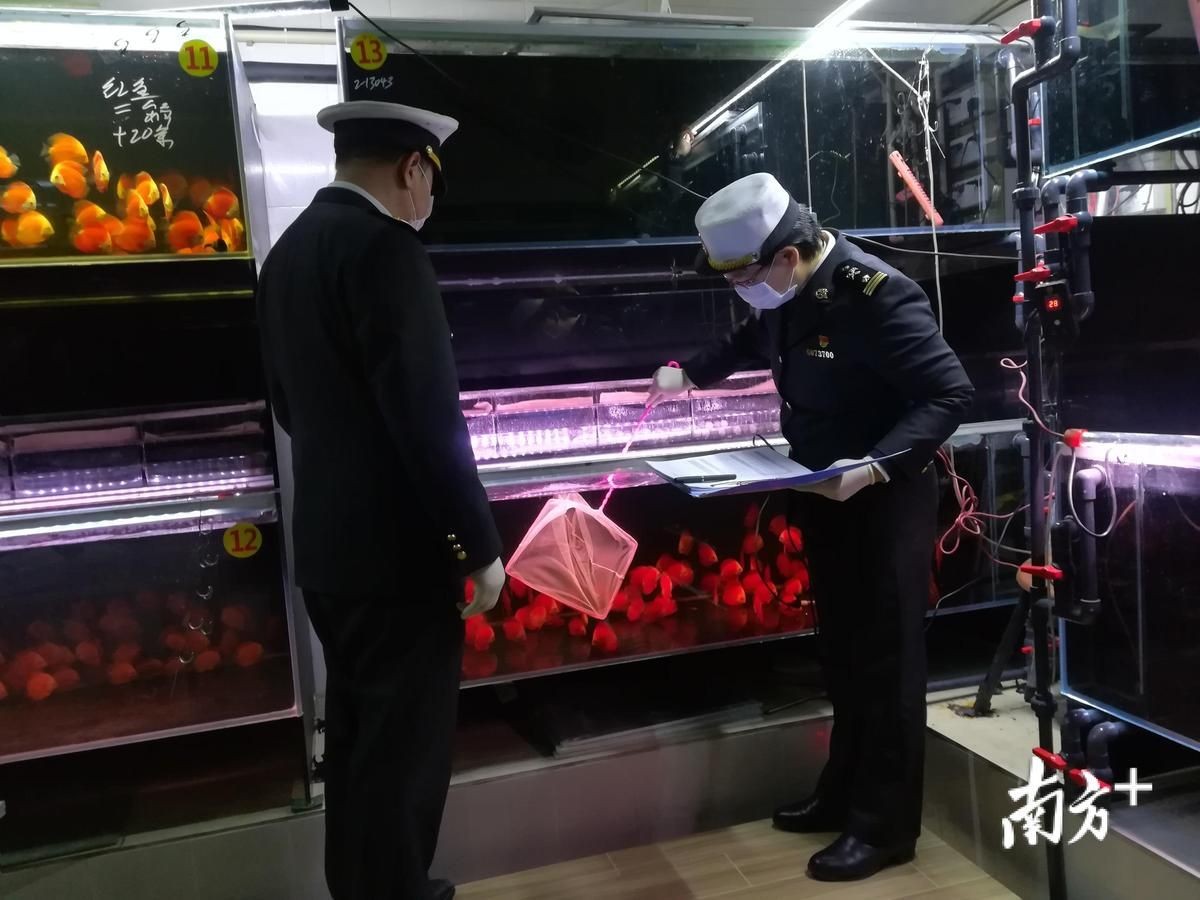梅州魚缸批發(fā)市場：梅州魚缸批發(fā)市場是華南地區(qū)重要水族用品集散地