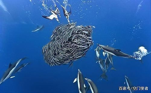 海豚和鯊魚外表的區別：海豚與鯊魚的區別 海豚和鯊魚外表的區別：海豚與鯊魚的區別 龍魚論壇 第2張
