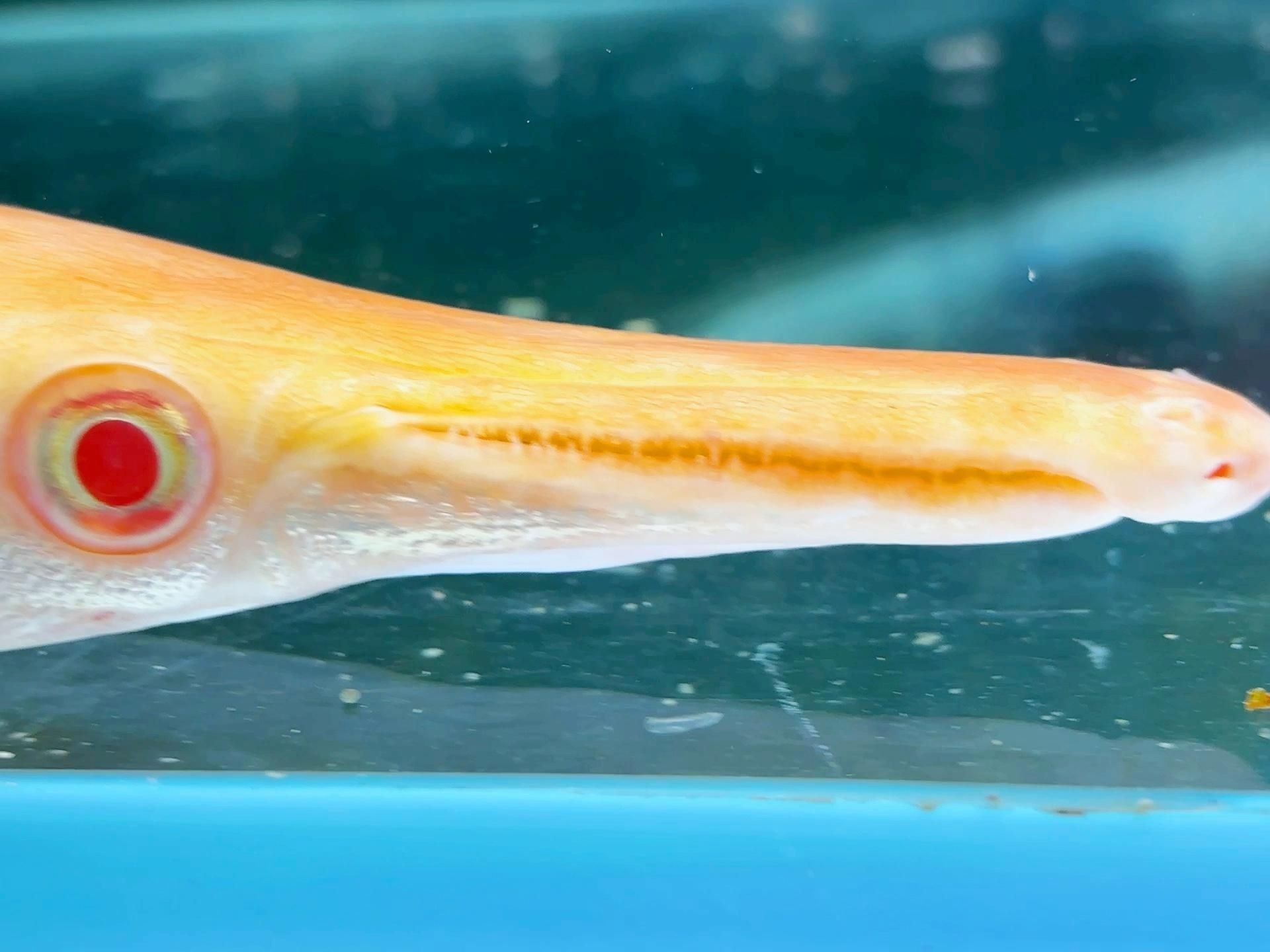 皇家火箭魚最值得買的品種：皇家火箭魚怎么養(yǎng)？