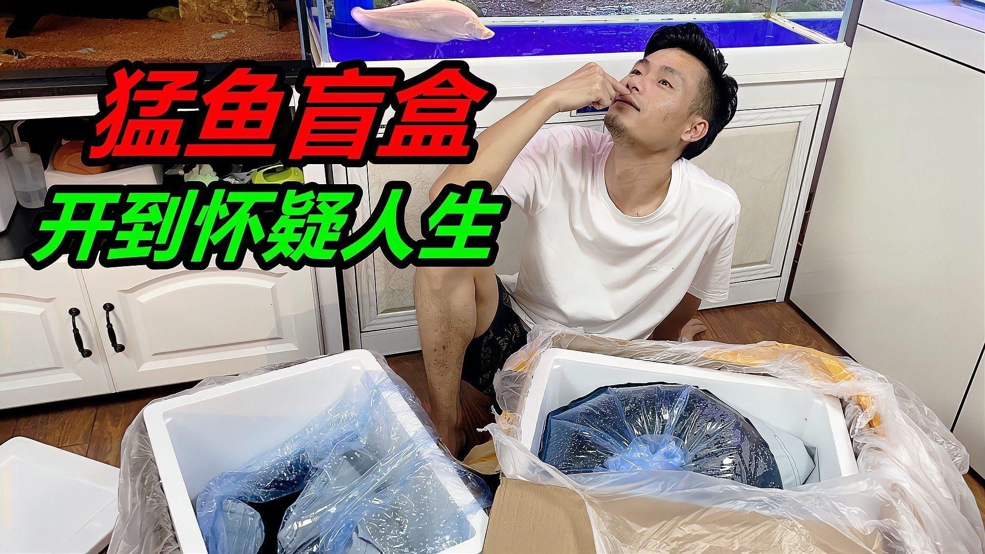 皇家火箭魚最值得買的品種：皇家火箭魚怎么養(yǎng)？
