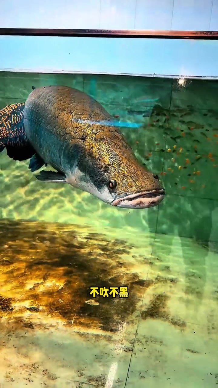 家里養巨骨舌魚吉利嗎：巨骨舌魚在古代養兩條巨骨舌魚意味著什么嗎，先看看這五個優點