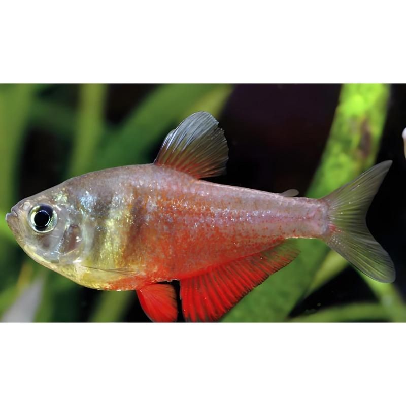 火焰精靈魚是什么魚:火焰精靈是什么魚? 龍魚論壇 第5張 火焰精靈魚是什么魚:火焰精靈是什么魚? 火焰精靈魚是什么魚:火焰精靈是什么魚? 龍魚論壇 第5張