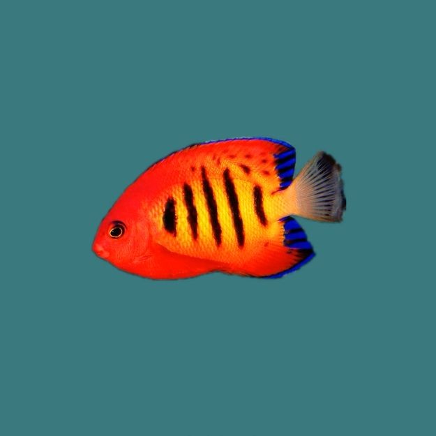 火焰精靈魚是什么魚:火焰精靈是什么魚? 龍魚論壇 第1張 火焰精靈魚是什么魚:火焰精靈是什么魚? 火焰精靈魚是什么魚:火焰精靈是什么魚? 龍魚論壇 第1張