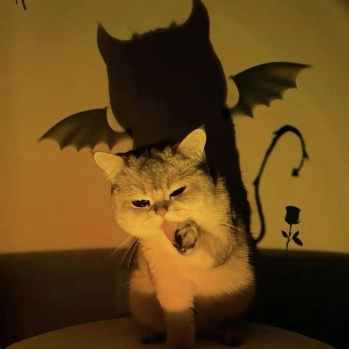 紅龍品相判斷：如何挑選一條優質紅龍