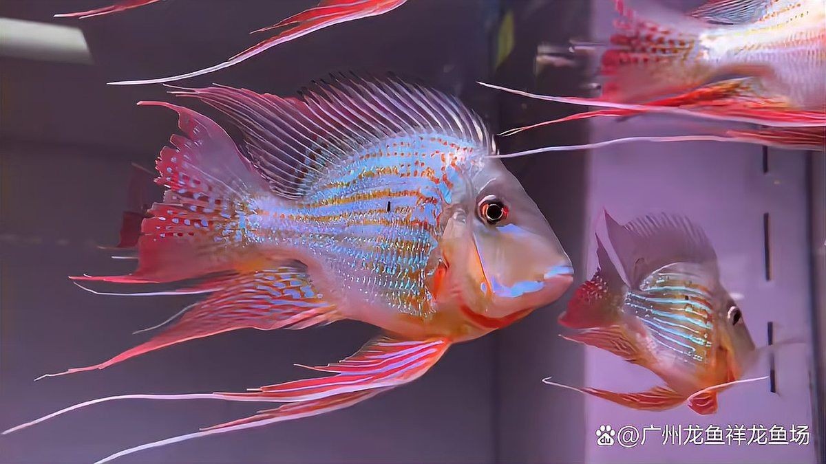 廣州龍魚批發市場cv祥龍魚場：廣州龍魚批發市場