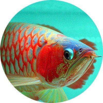 廣州龍魚批發市場cv祥龍魚場：廣州龍魚批發市場