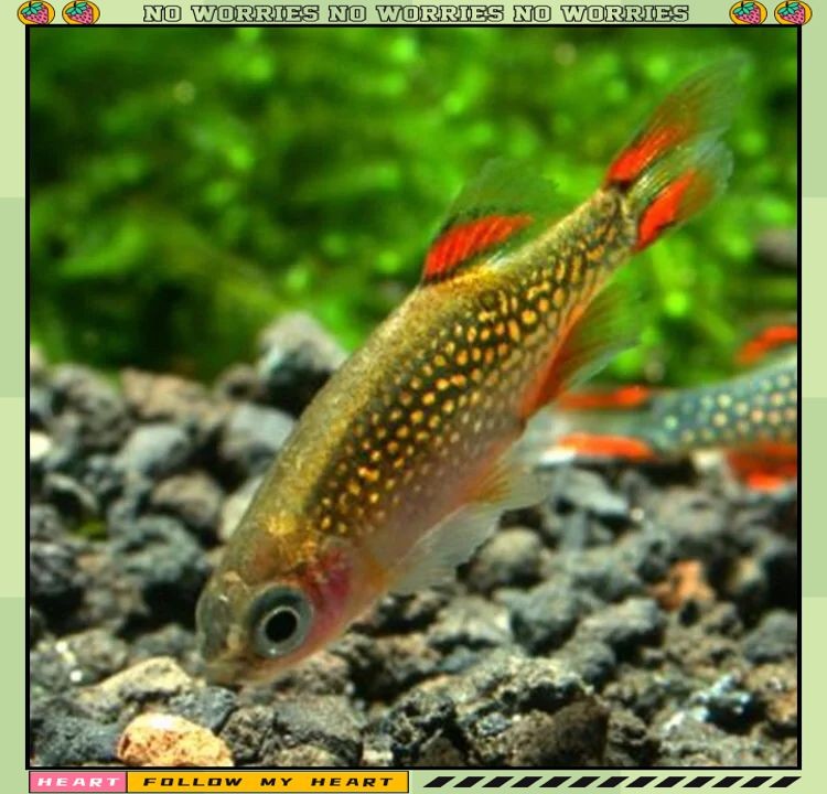 火翅金鉆燈魚最忌諱三個地方：火翅金鉆燈魚飼養三大核心禁忌