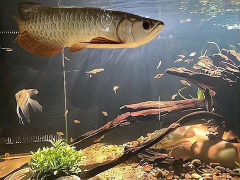 海象魚(yú)最好三個(gè)品種:最受歡迎的三種海象魚(yú)品種 龍魚(yú)論壇 第4張 海象魚(yú)最好三個(gè)品種:最受歡迎的三種海象魚(yú)品種 海象魚(yú)最好三個(gè)品種:最受歡迎的三種海象魚(yú)品種 龍魚(yú)論壇 第4張