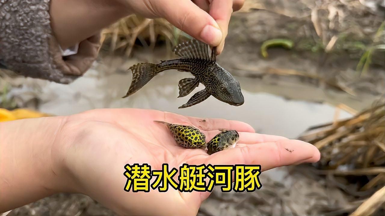 河豚潛水艇怎么養：潛水艇河豚怎么養潛水艇魚飼養全攻略新手必看