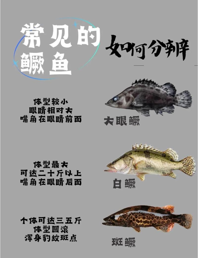 桂魚和老虎魚一樣嗎：如何區分桂魚和老虎魚 桂魚和老虎魚一樣嗎：如何區分桂魚和老虎魚 全國水族館企業名錄 第10張