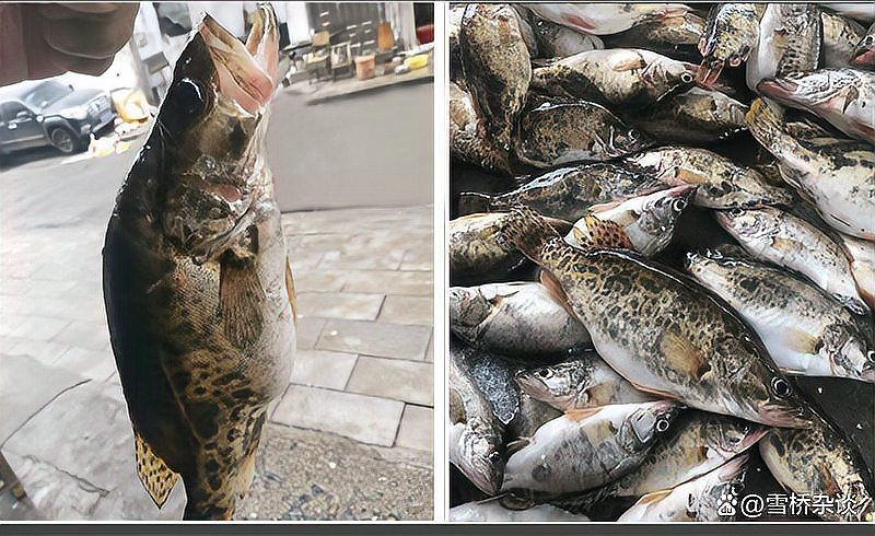 桂魚和老虎魚一樣嗎：如何區分桂魚和老虎魚 桂魚和老虎魚一樣嗎：如何區分桂魚和老虎魚 全國水族館企業名錄 第3張
