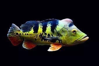 皇冠三間魚的價格：皇冠三間魚市場價值較高的熱帶淡水魚市場價格受多重因素影響