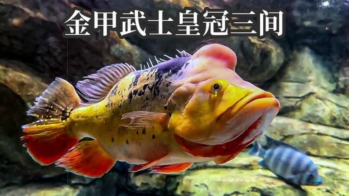 皇冠三間魚的價格：皇冠三間魚市場價值較高的熱帶淡水魚市場價格受多重因素影響
