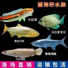 海象魚多少一條：海象魚市場價格因多種因素存在顯著差異一般而言