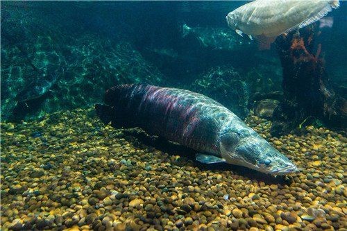 海象魚多少一條：海象魚市場價格因多種因素存在顯著差異一般而言