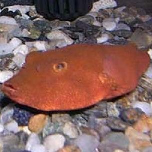 狗頭魚品種大全：狗頭魚的品種特征與飼養(yǎng)要點(diǎn)及飼養(yǎng)要點(diǎn)及分布情況
