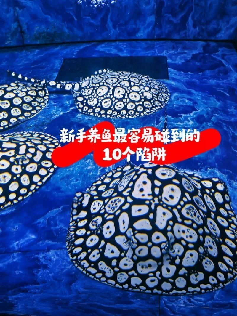 皇冠魟魚一胎生小魚詳細說明圖解:關于皇冠魟魚繁殖的詳細說明 龍魚論壇 第12張 皇冠魟魚一胎生小魚詳細說明圖解:關于皇冠魟魚繁殖的詳細說明 皇冠魟魚一胎生小魚詳細說明圖解:關于皇冠魟魚繁殖的詳細說明 龍魚論壇 第12張